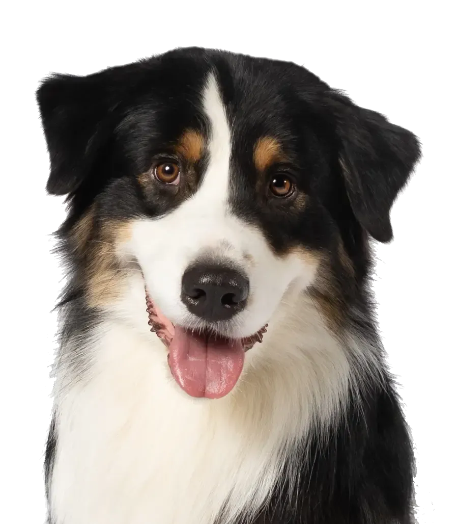 Rocket — Above Roofing's mascot Australian Shepherd