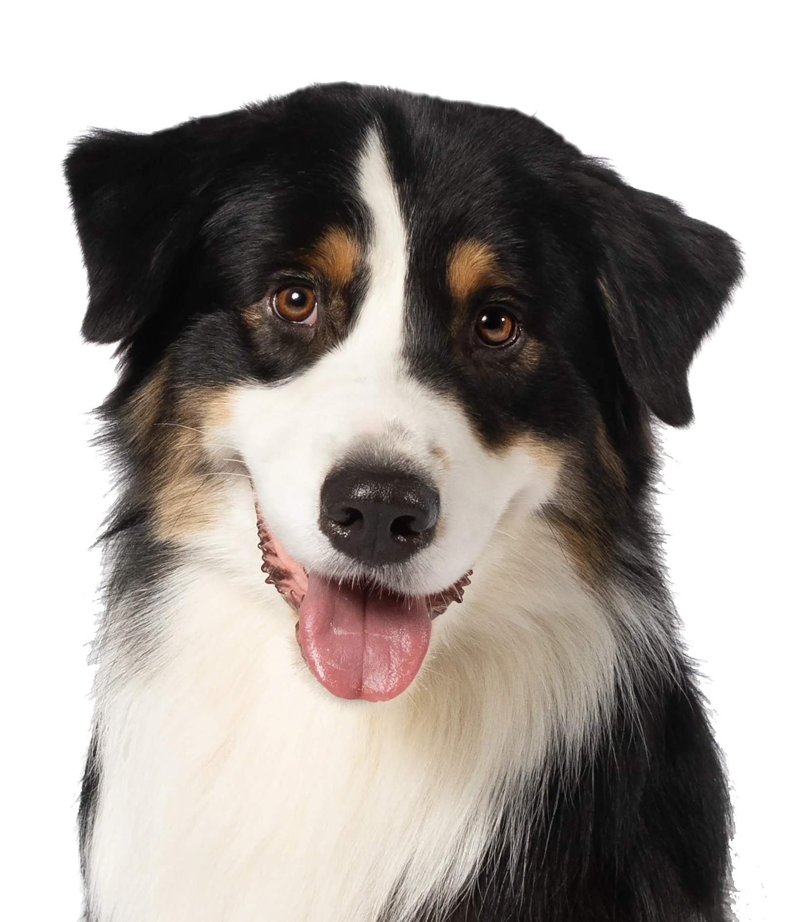 Rocket — Above Roofing's mascot
