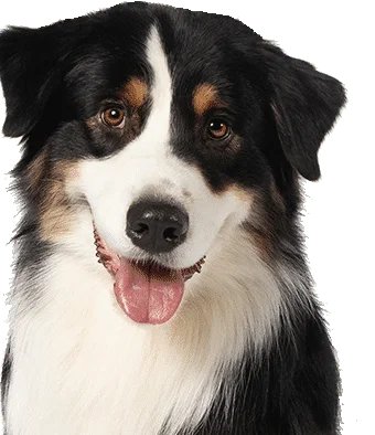 Rocket the Australian Shepherd